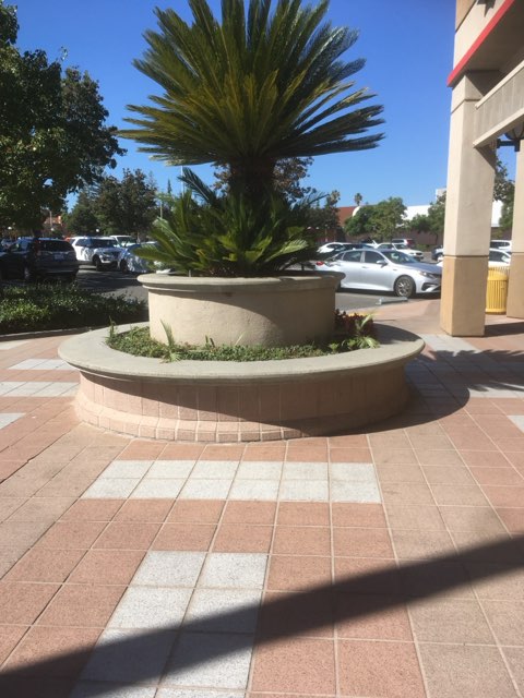 Circular tiled planter with a palm-like plant on a patterned tiled plaza